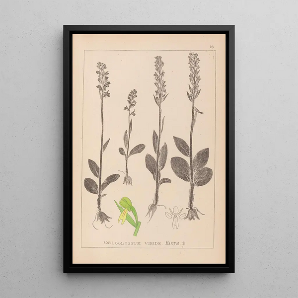 Louis Antoine Cusin - Herbier de la flore franaise Pl1004.webp