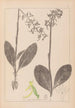 Herbier de la flore française Pl1006 - Louis Antoine Cusin — weergave van het kunstwerk