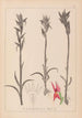 Herbier de la flore française Pl1009 - Louis Antoine Cusin — weergave van het kunstwerk