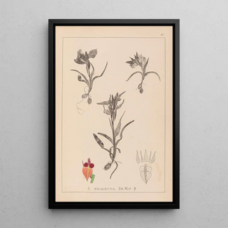 Louis Antoine Cusin - Herbier de la flore franaise Pl1011.webp