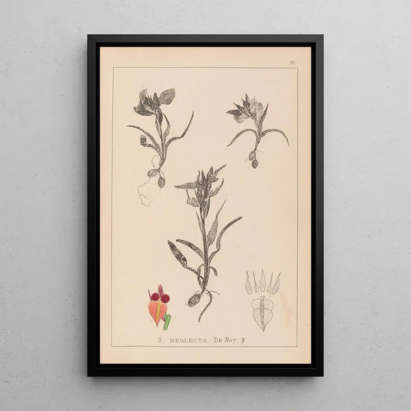 Louis Antoine Cusin - Herbier de la flore franaise Pl1011.webp