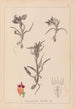 Herbier de la flore française Pl1011 - Louis Antoine Cusin — weergave van het kunstwerk