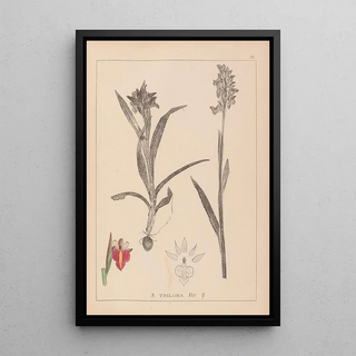 Louis Antoine Cusin - Herbier de la flore franaise Pl1013.webp