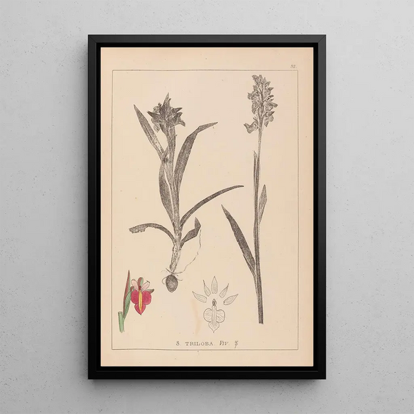 Louis Antoine Cusin - Herbier de la flore franaise Pl1013.webp