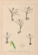 Herbier de la flore française Pl1014 - Louis Antoine Cusin — weergave van het kunstwerk