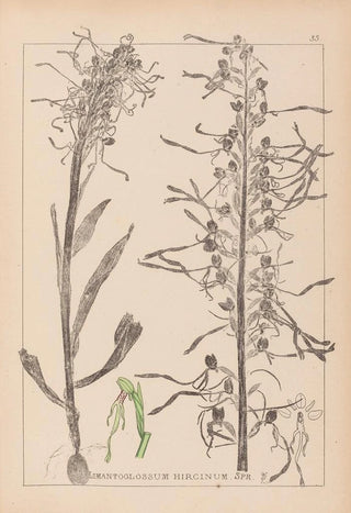 Louis Antoine Cusin - Herbier de la flore franaise Pl1016.webp