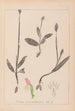 Herbier de la flore française Pl1019 - Louis Antoine Cusin — weergave van het kunstwerk