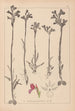 Herbier de la flore française Pl1020 - Louis Antoine Cusin — weergave van het kunstwerk