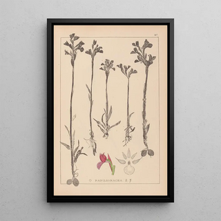 Louis Antoine Cusin - Herbier de la flore franaise Pl1020.webp