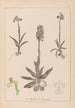 Herbier de la flore française Pl1022 - Louis Antoine Cusin — weergave van het kunstwerk