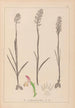 Herbier de la flore française Pl1024 - Louis Antoine Cusin — weergave van het kunstwerk