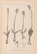 Herbier de la flore française Pl1026 - Louis Antoine Cusin — weergave van het kunstwerk