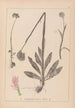 Herbier de la flore française Pl1027 - Louis Antoine Cusin — weergave van het kunstwerk