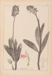 Herbier de la flore française Pl1029 - Louis Antoine Cusin — weergave van het kunstwerk