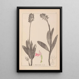 Louis Antoine Cusin - Herbier de la flore franaise Pl1029.webp