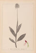 Herbier de la flore française Pl1030 - Louis Antoine Cusin — weergave van het kunstwerk