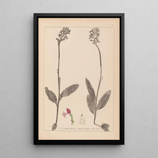 Louis Antoine Cusin - Herbier de la flore franaise Pl1031.webp