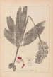 Herbier de la flore française Pl1032 - Louis Antoine Cusin — weergave van het kunstwerk