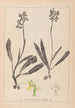 Herbier de la flore française Pl1033 - Louis Antoine Cusin — weergave van het kunstwerk