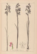 Herbier de la flore française Pl1035 - Louis Antoine Cusin — weergave van het kunstwerk