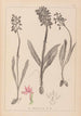 Herbier de la flore française Pl1037 - Louis Antoine Cusin — weergave van het kunstwerk