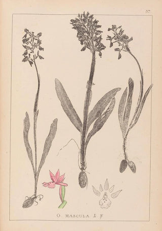 Louis Antoine Cusin - Herbier de la flore franaise Pl1037.webp