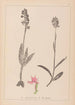 Herbier de la flore française Pl1038 - Louis Antoine Cusin — weergave van het kunstwerk