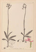 Herbier de la flore française Pl1039 - Louis Antoine Cusin — weergave van het kunstwerk