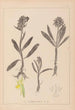 Herbier de la flore française Pl1041 - Louis Antoine Cusin — weergave van het kunstwerk