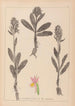 Herbier de la flore française Pl1042 - Louis Antoine Cusin — weergave van het kunstwerk