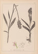 Herbier de la flore française Pl1043 - Louis Antoine Cusin — weergave van het kunstwerk