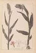 Herbier de la flore française Pl1045 - Louis Antoine Cusin — weergave van het kunstwerk