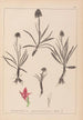 Herbier de la flore française Pl1046 - Louis Antoine Cusin — weergave van het kunstwerk