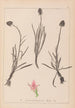 Herbier de la flore française Pl1047 - Louis Antoine Cusin — weergave van het kunstwerk