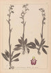 Herbier de la flore française Pl1049 - Louis Antoine Cusin — weergave van het kunstwerk