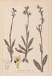Herbier de la flore française Pl1050 - Louis Antoine Cusin — weergave van het kunstwerk