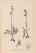 Herbier de la flore française Pl1053 - Louis Antoine Cusin — weergave van het kunstwerk