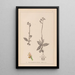Herbier de la flore française Pl1055 - Louis Antoine Cusin — ingelijst kunstwerk aan de muur