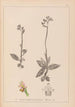 Herbier de la flore française Pl1055 - Louis Antoine Cusin — weergave van het kunstwerk