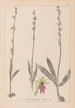 Herbier de la flore française Pl1056 - Louis Antoine Cusin — weergave van het kunstwerk