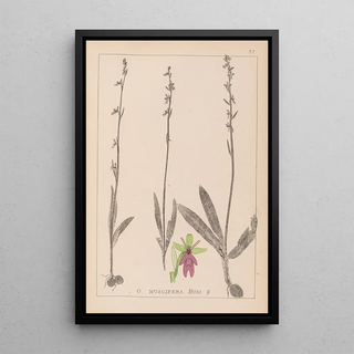 Louis Antoine Cusin - Herbier de la flore franaise Pl1056.webp