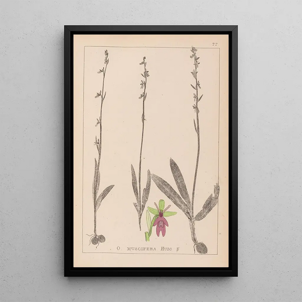 Louis Antoine Cusin - Herbier de la flore franaise Pl1056.webp