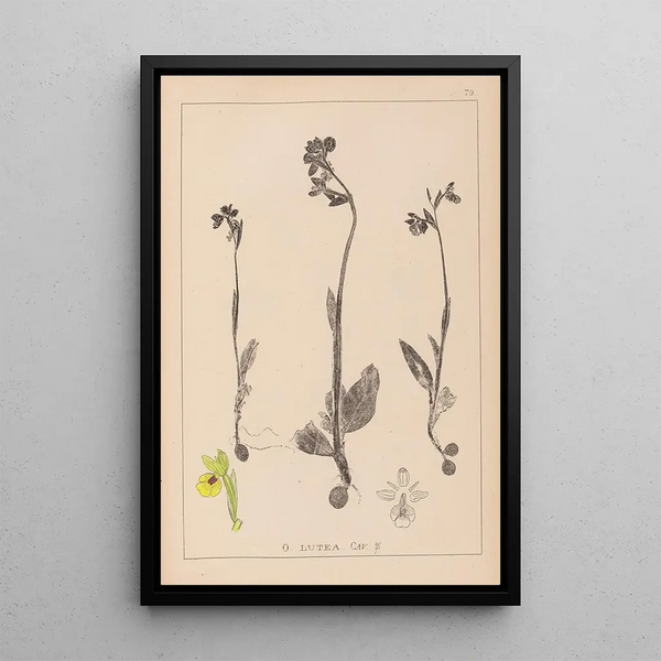Louis Antoine Cusin - Herbier de la flore franaise Pl1057.webp