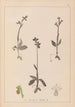 Herbier de la flore française Pl1058 - Louis Antoine Cusin — weergave van het kunstwerk