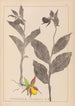 Herbier de la flore française Pl1059 - Louis Antoine Cusin — weergave van het kunstwerk