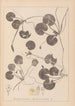 Herbier de la flore française Pl1060 - Louis Antoine Cusin — weergave van het kunstwerk