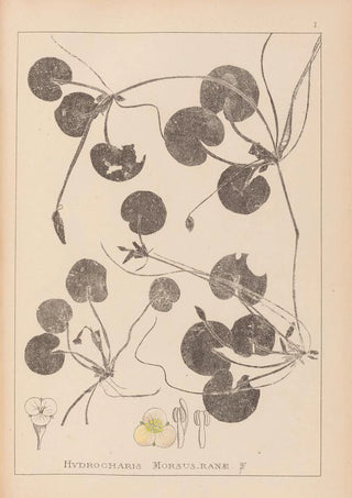 Louis Antoine Cusin - Herbier de la flore franaise Pl1060.webp