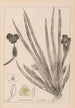 Herbier de la flore française Pl1061 - Louis Antoine Cusin — weergave van het kunstwerk