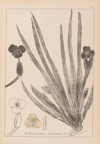 Louis Antoine Cusin - Herbier de la flore franaise Pl1061.webp