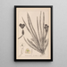 Herbier de la flore française Pl1061 - Louis Antoine Cusin — ingelijst kunstwerk aan de muur